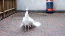 dancing birds