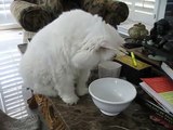 Cute Kitty cat  looking 4 water Got water? Persian kitty cat