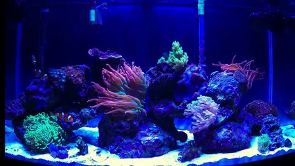 Ecotech Radion Time Lapse Video - Anemone Feeding