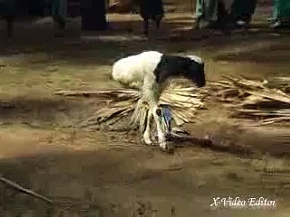 subanallah two leg goat