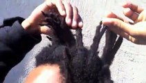 NATURAL, ORGANIC, NEGLECT, FREEFORM DREADLOCKS 16 MONTHS