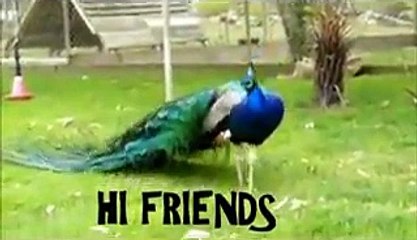 VID-20150718-WA0001.mp4