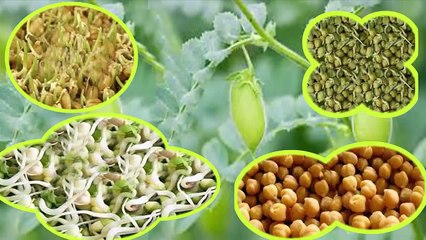 محمد الفايد يتحدث عن طريقة استنبات  الحمص  وجميع انواع الحبوب وفائدته في غسل الجسم من السموم