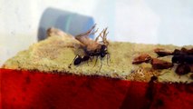Camponotus ligniperdus fütterung