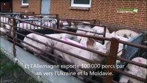 Les exportations d'animaux vivants de l'UE vers des pays tiers (enquête)