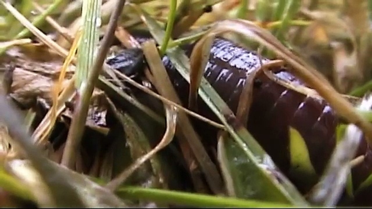 worm