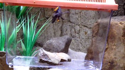 New SEC Fish... Updated 125 Lake Malawi Peacocks & Haps