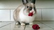 Funny, Cute Bunny Rabbit Eating Raspberries! Sweet Funny Bunnies Rabbits
