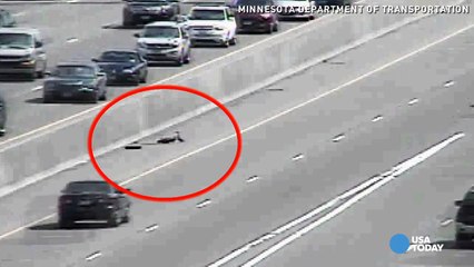 Qu'est ce qu'il arrive quand une cane et ses cannetons traverse une autoroute ?