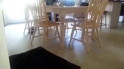 (1) Funniest Short Videos_3 crazy cat