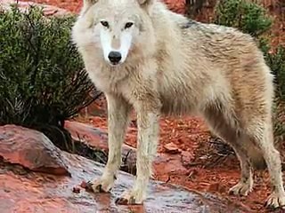 Run, Wolf Warrior, Run