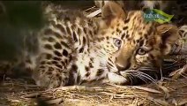 Mark Sharman: Baby Planet - Amur Leopards