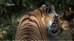 Discovery Wild • Tigers Revenge 2015 • Discovery Wild Animal Documentary