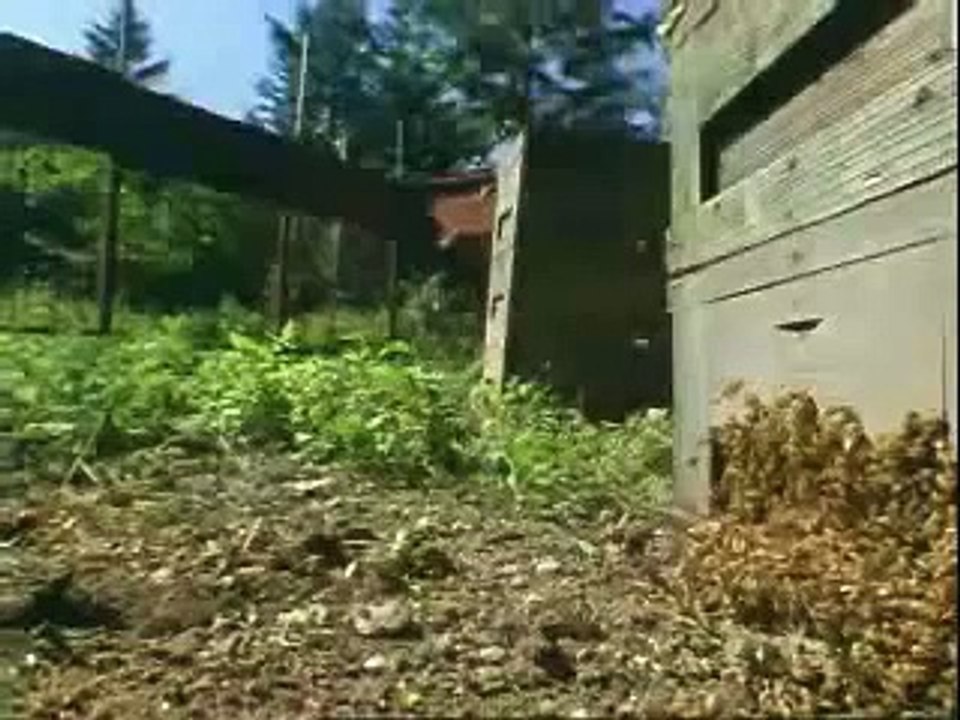 30 hornets vs 30000 bees