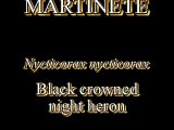 MARTINETE / BLACK CROWNED NIGHT HERON