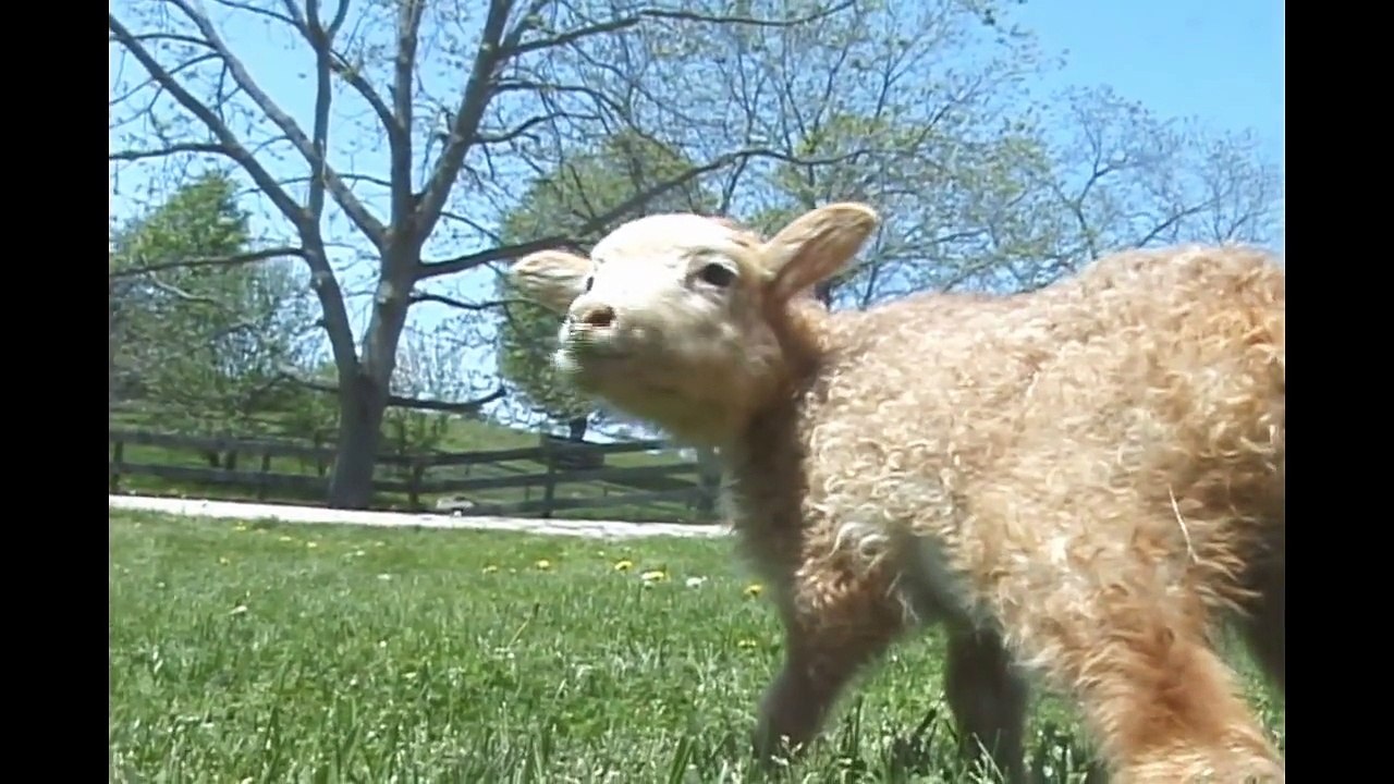 Farm Sanctuary