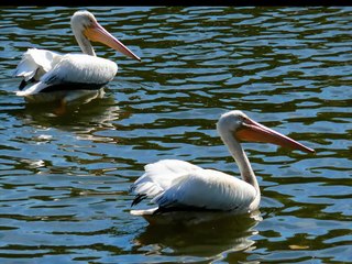 American White Pelicans