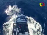 Peixe de 300 kg pula em barco e assusta pescadores; veja o vídeo