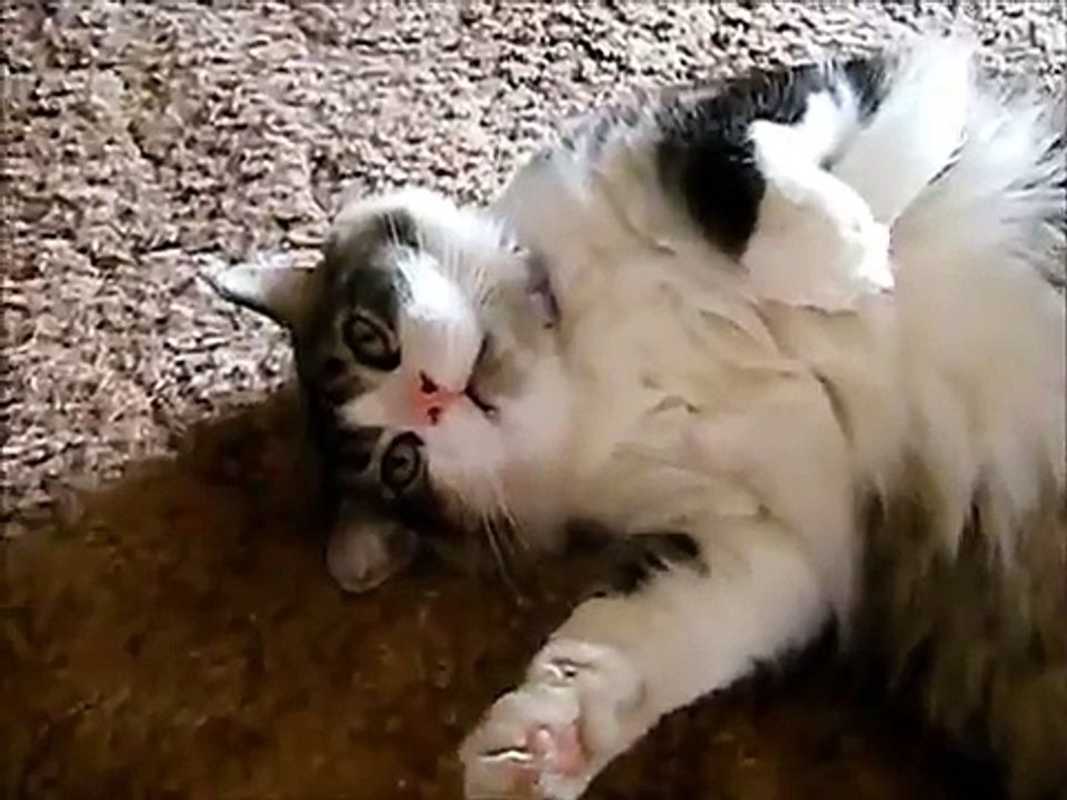My Cat.... Goliath