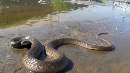 Serpiente chirrionera M2U00059.MPG