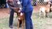 bullmastiff breed judging