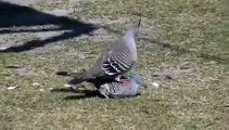 Australian Birds Courting Crested Pigeons
