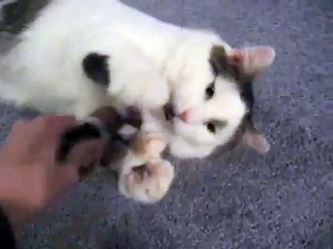 Maine Coon Polydactyl Paws! (staring Feets!)