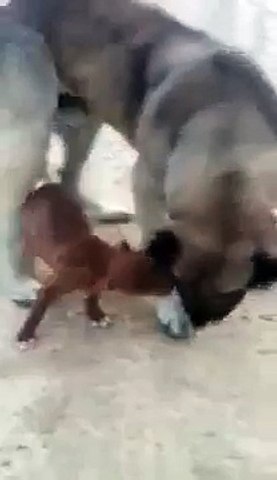 kangal kırması ve pitbull yavrusu