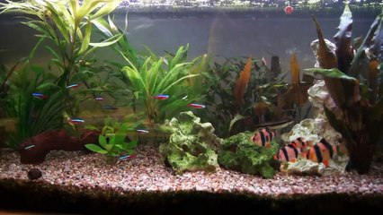 privates Aquarium 120l Teil 3 in HD