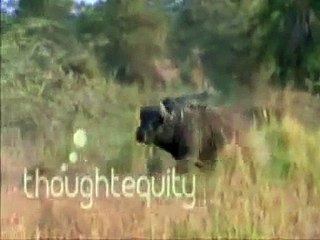 Lions VS Elephants VS Buffalos