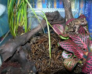 Ululoni (Bombina Orientalis)