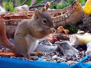 Écureuil roux aux mangeoires d'oiseaux