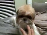 Gizmo the Shih Tzu - eating bday treat (4 years old)