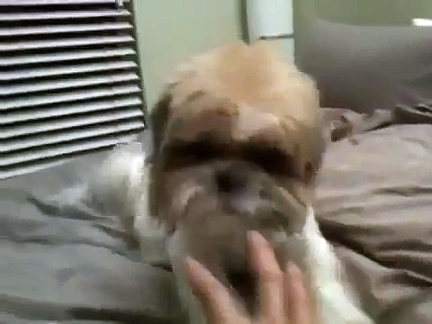 Gizmo the Shih Tzu - eating bday treat (4 years old)