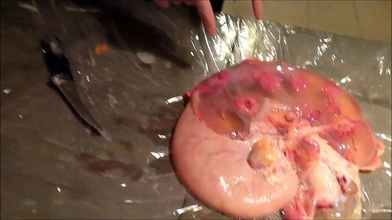 Halachot of Kosher Slaughter - the Unborn Cow