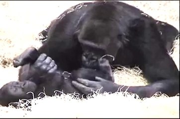 Shinda sexing around with the 2 young gorilla boys