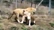 Lions Fight Lioness vs Lion Animal Fights, Animal Attacks, Funny Animal   HD