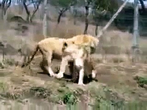 Lions Fight Lioness vs Lion Animal Fights, Animal Attacks, Funny Animal HD