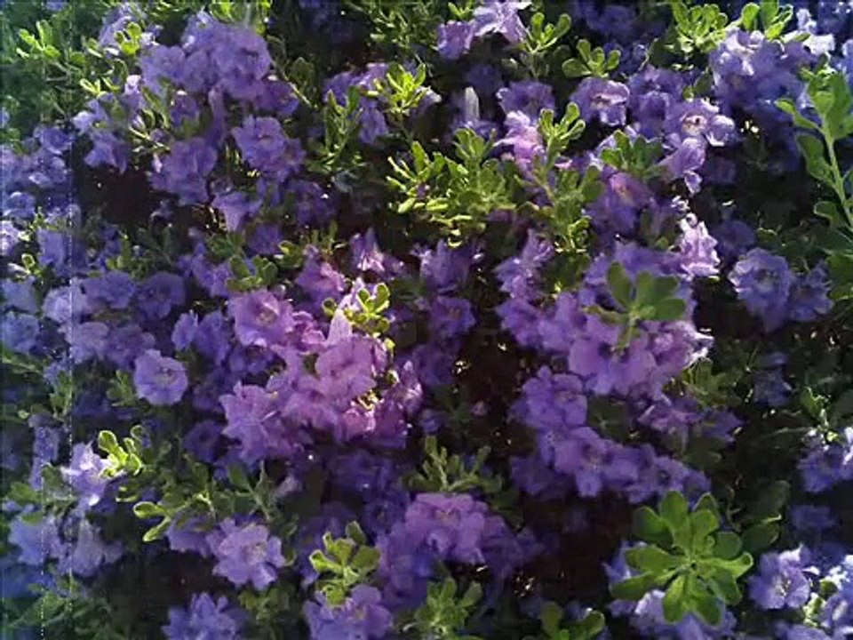 The Holy Face of Jesus Chaplet