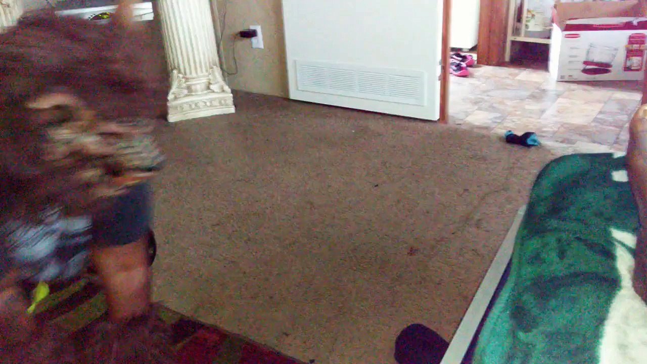 Wolf attacks Dog