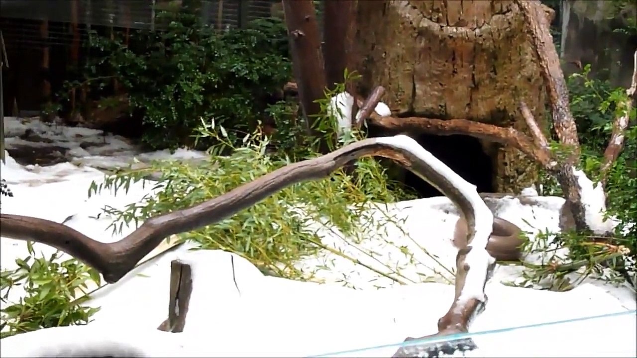 Panda Snow Day August 29 2013