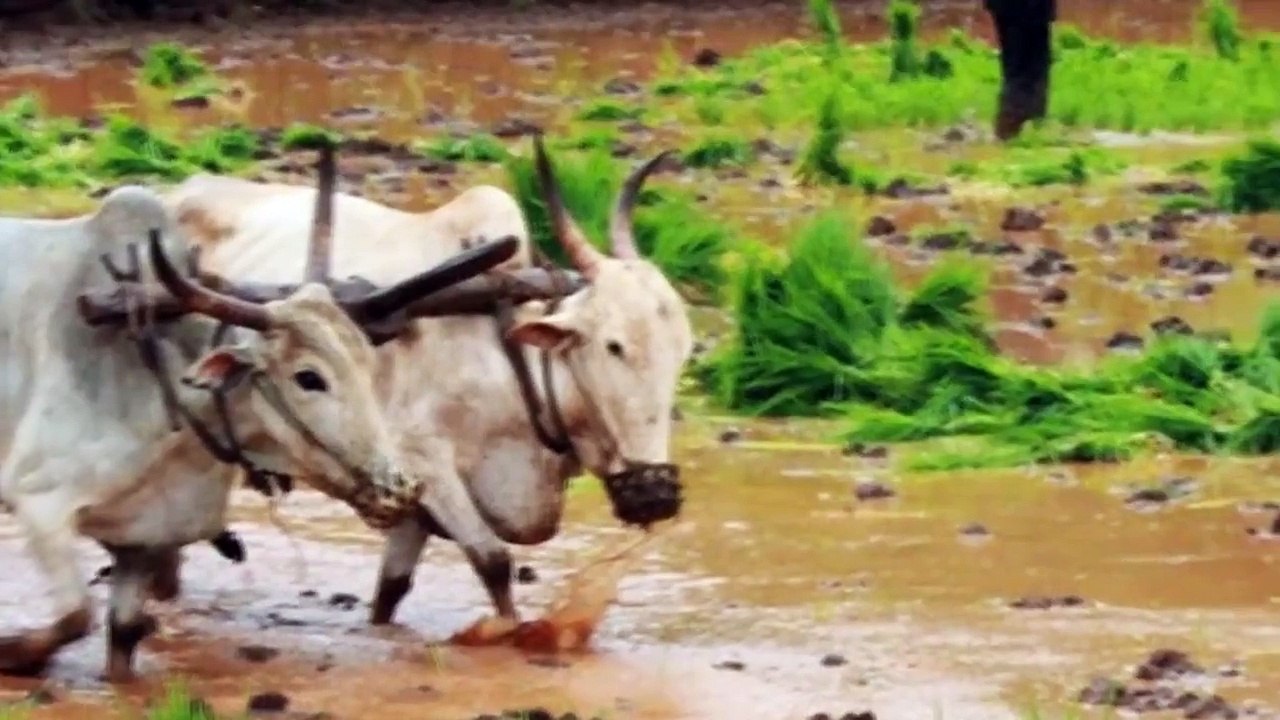 ORRUTHULLY- MALAYALAM SONG-A FREE SONG FOR THE FARMERS OF KERALA
