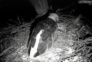 Decorah Eagles 2-24-2012 8:05 pm Third Egg