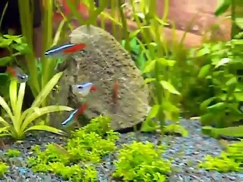 My small aquarium with Neon Tetra and Red Cherry Shrimps