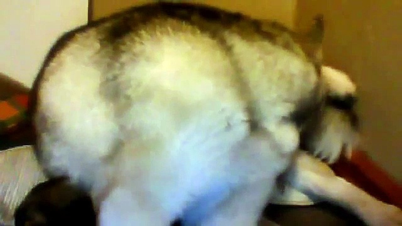 husky giving birth