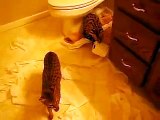 Funny cat destroys toilet paper!