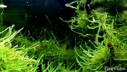 Rasbora Urophthalmoides