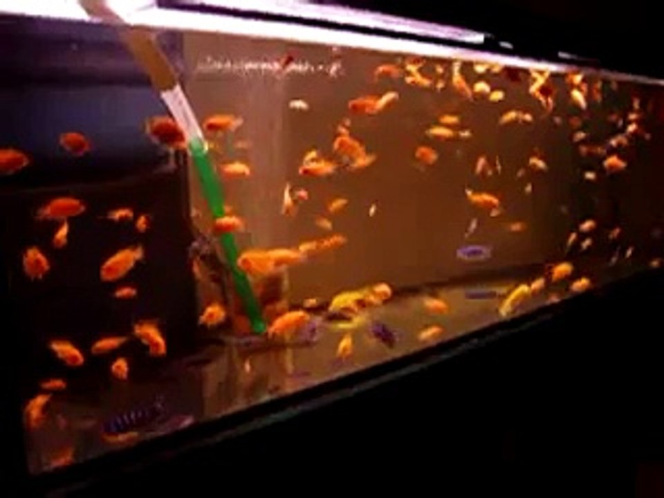 Sengi Jakuba