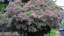 Beauty Berry Bushes