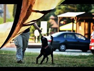Rottweiler w obedience, Nitro Nice And Lovely FCI, 9 miesięcy